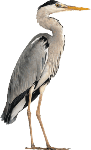 heron logo